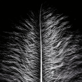 cd cover